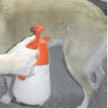 anf